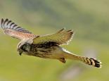 Birds of prey - Steve Waterhouse